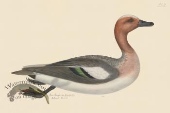 Rudbeck CFA 252 Eurasian Wigeon